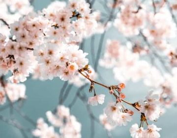 נישואים מקוונים ביוטה (ארה"ב) מבלי לעזוב את ישראל