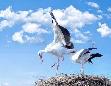 חתונה בג'ורג'יה
